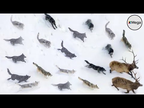 The LARGEST Wolf Pack on Earth! 🐺🔥 The Legendary Druids