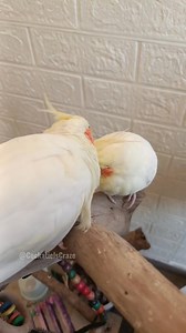Cute Cuddly Moments ✨🦜💖 #cockatielslove #cutepets #singingbird #funnybird #petstars #birdslovers #petbird #adorable #FeatheredFriends #cockatielsofinstagram #CockatielsCraze #cockatieltraining #lovelypets #cockatielsinging #cockatiel #cockatielsoftiktok #kawaii #petbirds #singingcockatiel #pets #cutecockatiel #adorablecockatiels #birdsinging #cockatielscraze #TooCuteToHandle #cute #cutepetstrending #birds #cocktails | Cockatiels Craze