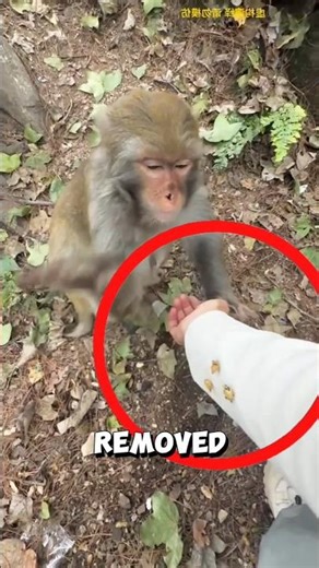 How this brilliant monkey solved a woman's problem ❤️ #monkey