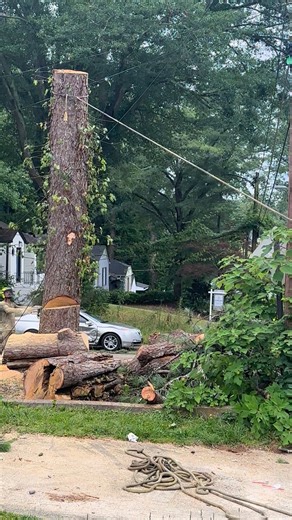 Making homes safer one tree at a time | Beaver Bill's Tree Demolition