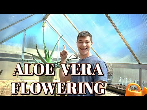 Our Aloe Vera Flowering for the First Time Ever!