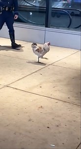 Why did the rooster cross the road at Logan? He thought “free range” meant he could roam the terminal. Luckily, MSPCA helped him get back to more appropriate airspace. | Boston Logan International Airport