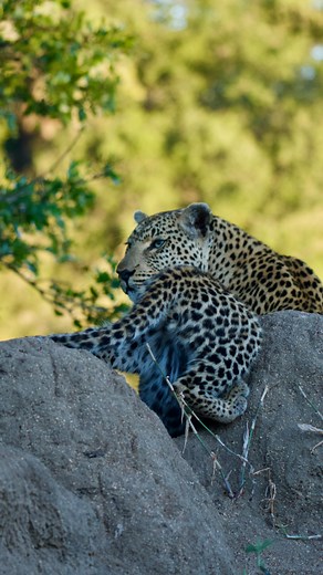 77 reactions · 6 comments | Tiyani’s cub safe and sound, no human...