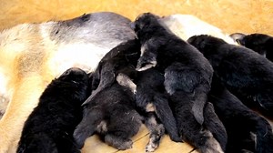 Top 5 Training Tips for the Perfect German Shepherd