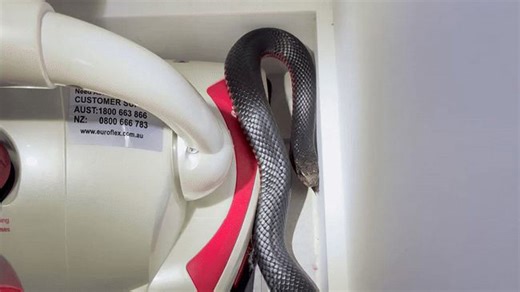'Hello, Beautiful!': Venomous Red-Bellied Black Snake Found in Cupboard