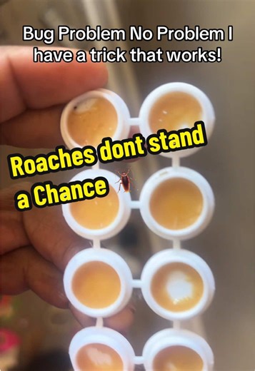 Effective Roach Control Tips for Homeowners