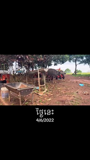 Rural Life with Dogs and Buffalos in Cambodia