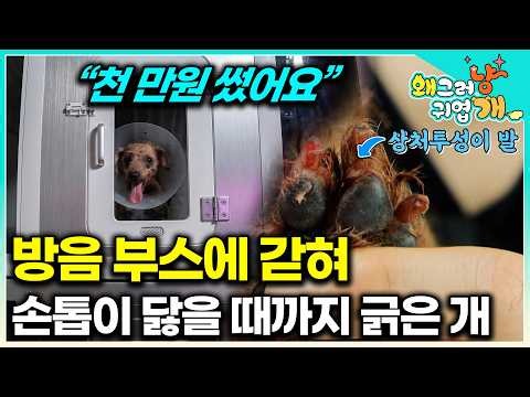 "I had no choice": The hidden truth behind an owner who locked their incessantly barking dog in a...