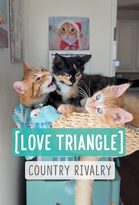 Love Triangle 2 — Country Rivalry Both GB—aka Bubba Bread—and Billy Bob like Peggy Sue. Peggy Sue likes both of them, but for different reasons. Bread is mature and gentle, with a touch of ginger spice. He has 30 kittens under his belt, and he knows what he’s doing. She likes Billy for his energy and play style, but he’s young and still has a lot to learn. Sometimes Billy and Bread have little power struggles over who gets to groom whom. Bubba Bread isn’t used to a kitten like Billy. Will Bread 
