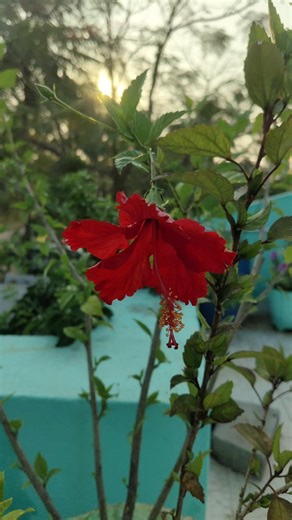 Sembaruthi Poo Tea! 🌺