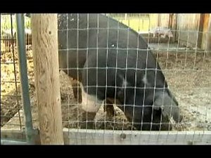 Understanding & Raising Pigs : Pig Digestion