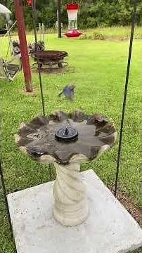 Eastern Bluebird #birds #backyard #nature #birdingparadise #birdsong #bird #wildlife