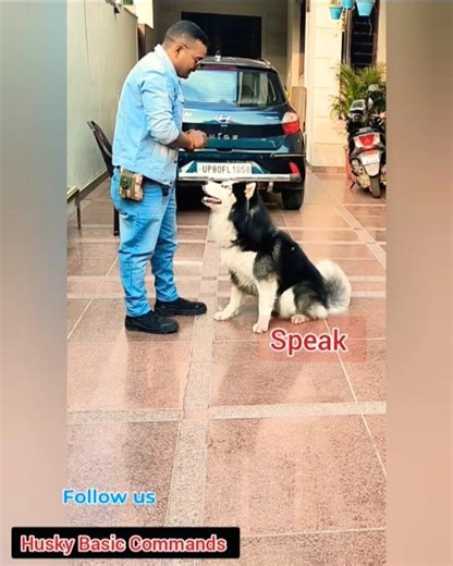 Basic Training Siberian husky #session #179 #husky #shorts