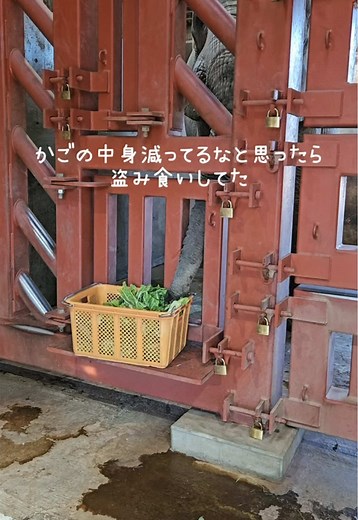 東武動物公園のアフリカゾウにごはん