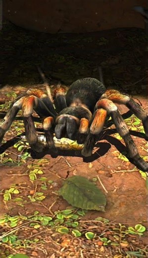 giant spider eating insect#science