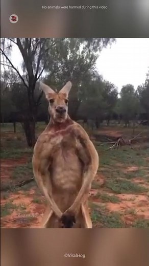 Kangaroos are very clever😱