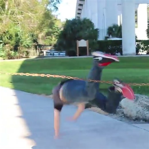 Jumping a chain (unsuccessfully) #funny #fall #fail #fails #10yearsago