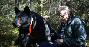 Ely, Minn., bear researcher Rogers strikes compromise with state
