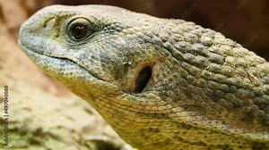 Savannah monitor (Varanus exanthematicus), close-up on the head and scales