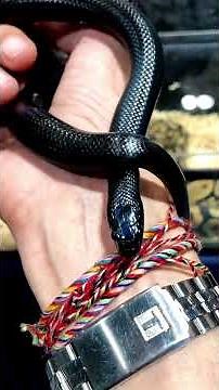 Mexican Black Kingsnake Juvenile - Colubrid Snakes