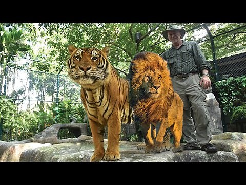 Tiger vs Lion - Size Comparison. Seeing is believing. Wild Animal Documentary.