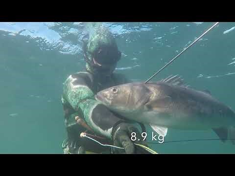 Robalos Janeiro 2022. Spearfishing seabass Portugal