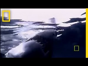 Great White Shark | National Geographic