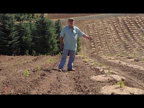 Drip Irrigation System for Field-Grown Christmas Tree Seedlings