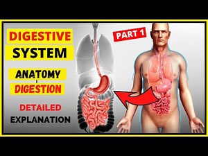 Human DIGESTIVE SYSTEM anatomy and physiology - How digestion works? Path of food from mouth to anus