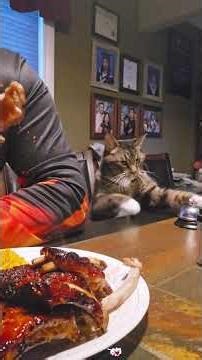 Cat bagging food #cat #funny #shortvideo