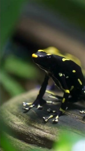 Schwarz gelber Pfeilgiftfrosch Ruhe & Präsenz im Terrarium