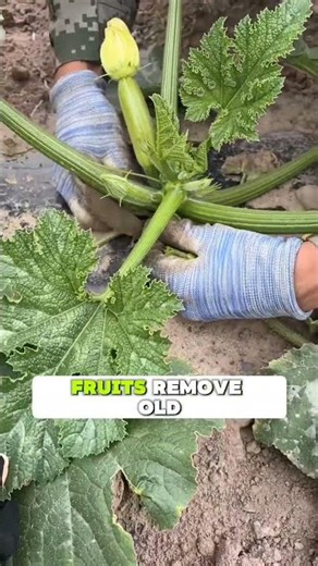 Zucchini Care 🥒 For Healthy and Productive Plants