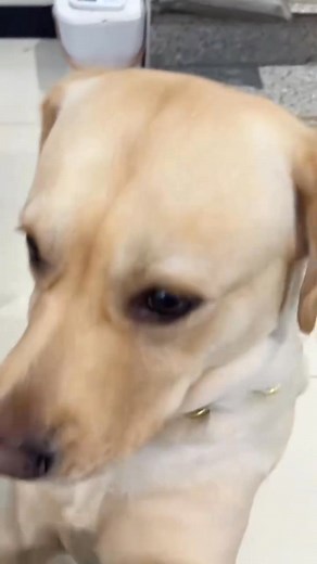 Dog was frightened to watch TV... #dog #funnyvideos #petcare #pet #petlovers #animals #funny #fun #doglover #cat | Annie