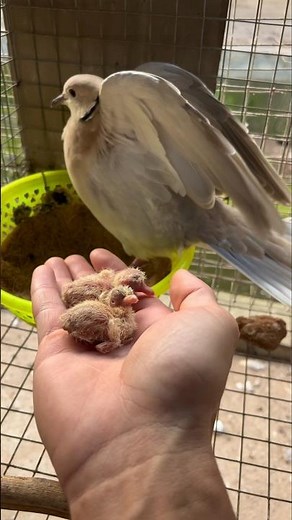 🕊️ Inside a Dove Farm: Newborn Chicks with Their Parents 👀