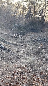 Un Cochi Jabalí en medio de la deforestación | San Benito Mocorito