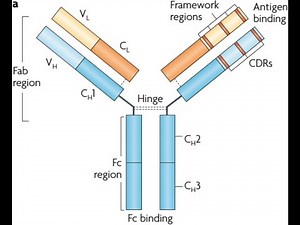 The structure of immunoglobulin; Variable region, constant region, Fab region, Fc region