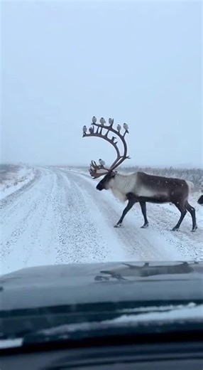 Promptopia AI on Instagram: "A dashcam in the Arctic captures the impossible: a giant caribou with antlers that spiral upward like a staircase, with dozens of birds perched on each loop. Two snow owls sit calmly on the massive spirals as the caribou leads its herd across a snowy road, completely unbothered by its passengers."