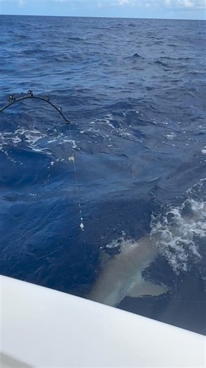 Hooked the Sea Monster 🦈 #sharks #fishing #fishingtrip | RAWWFishing