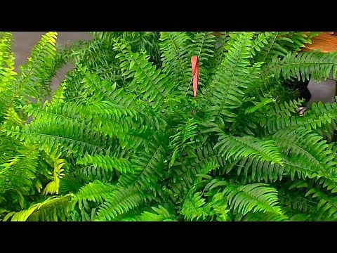 We teach you how to care for ferns