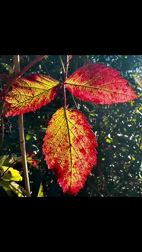 Took a hike this morning and noticed lots of small beauties. | David Gross
