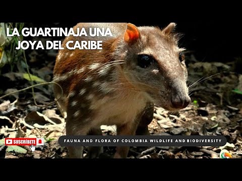 🦡 Guartinaja: El misterioso roedor gigante de la selva que pocos han visto. #guartinaja