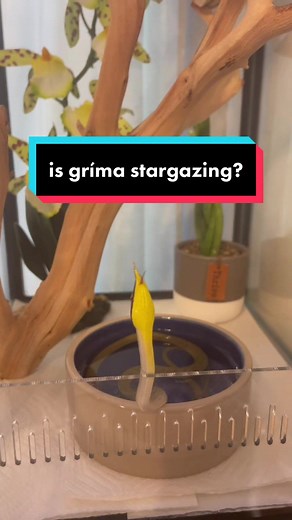 Understanding Stargazing in Snakes: A Guide for Owners