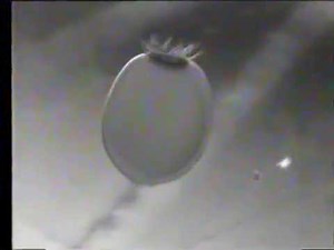 Sponge Larva responds to light