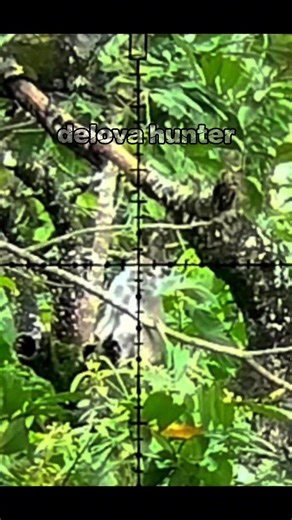 josz 👊Tembak Kera Penjarah Kebun‼️#monkeyhunting #berburukera #berburumonyet #huntingkera