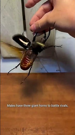 Atlas Beetle (Chalcosoma atlas)– The Muscle Machine of the Insect World #chalcosoma #wildlife #wild
