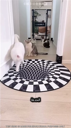 هذه البنت أثبتت شجاعة قططها 🤯❤️