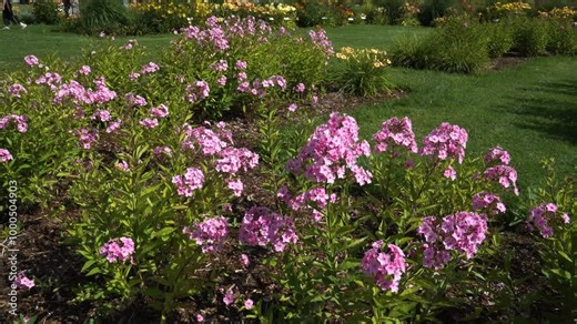 The vibrant blossoms of pink phlox fill the flower bed. The sunlight shines over the blooming flowers, surrounded by a lush lawn in this landscaped place adding to the overall harmony and tranquility.