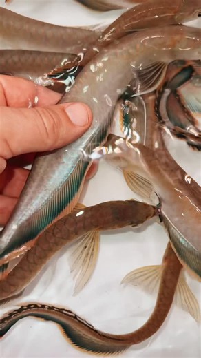 Predatory Fins ® | Rare & Exotic Fish Store on Instagram: "Black Arowana (Osteoglossum ferreirai) The Black Arowana is one of the most striking and sought-after Amazonian predators. Famous for its sleek, jet-black juvenile coloration, it’s often considered the “shadow dragon” of the freshwater world. As juveniles, their bodies glow with deep black tones accented by metallic blues and purples, giving them a mystical, almost alien look. As they mature, the black gradually fades into a silvery, ste