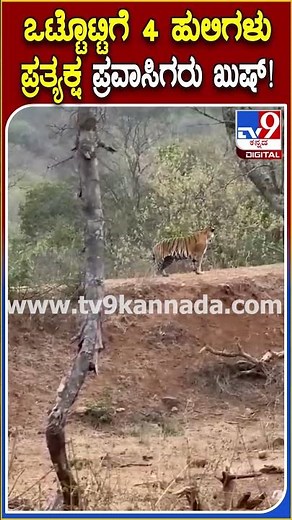 Tiger : ಸಫಾರಿಗೆ ತೆರಳಿದ ವೇಳೆ ಒಂದೇ ಸ್ಥಳದಲ್ಲಿ 4 ಹುಲಿಗಳ ದರ್ಶನ.. ಪ್ರವಾಸಿಗರು ದಿಲ್​​ ಖುಷ್! |#TV9D
