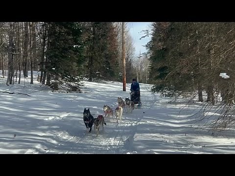 Mushers rejoice at new snow, return of sled dog racing